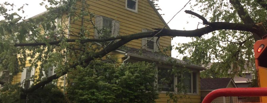 Hazardous Trees and Storm Damage